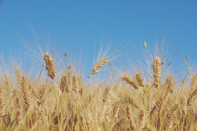 Close-up of wheat field against clear blue sky