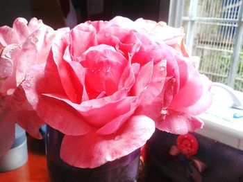 Close-up of pink rose blooming outdoors