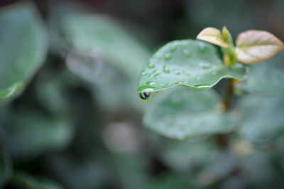 Close-up of water drops on leaf