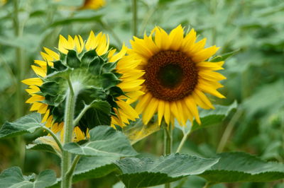 Close-up of fresh sunflower blooming outdoors