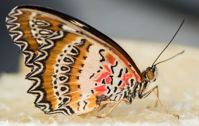 Close-up of butterfly