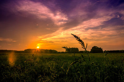 Scenic view of field against sky during sunset