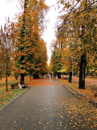 Autumn leaves on footpath in park