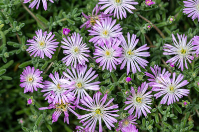 Close-up of purple flowering plants