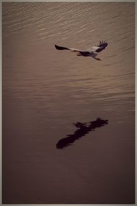 Silhouette bird flying over lake against sky