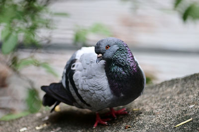 Close-up of pigeon perching on a land