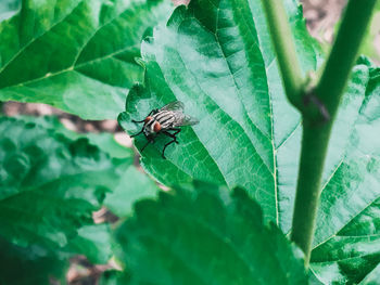 Close-up of fly on leaf