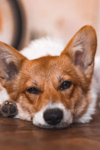 Close-up portrait of dog