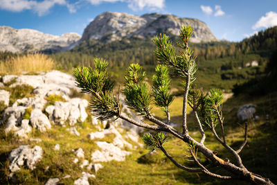 Close-up of pine branch on mountain against sky
