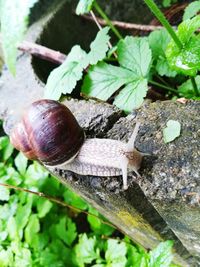 Close-up of snail on a plant