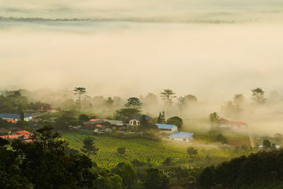 Trees on field against sky