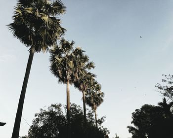 Low angle view of palm trees against clear sky