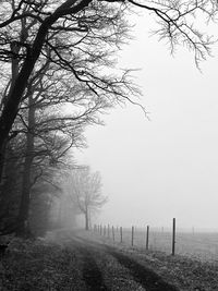 Bare trees on field against sky