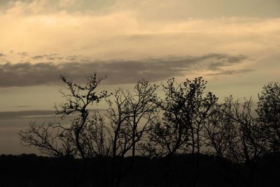 Silhouette bare tree against sky at sunset