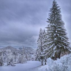 Snow covered pine trees against sky during winter