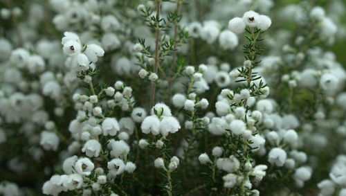 Close-up of white flowering plants on field