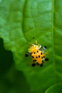 Close-up of ladybug on leaf