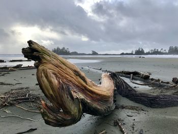 Driftwood on beach against sky