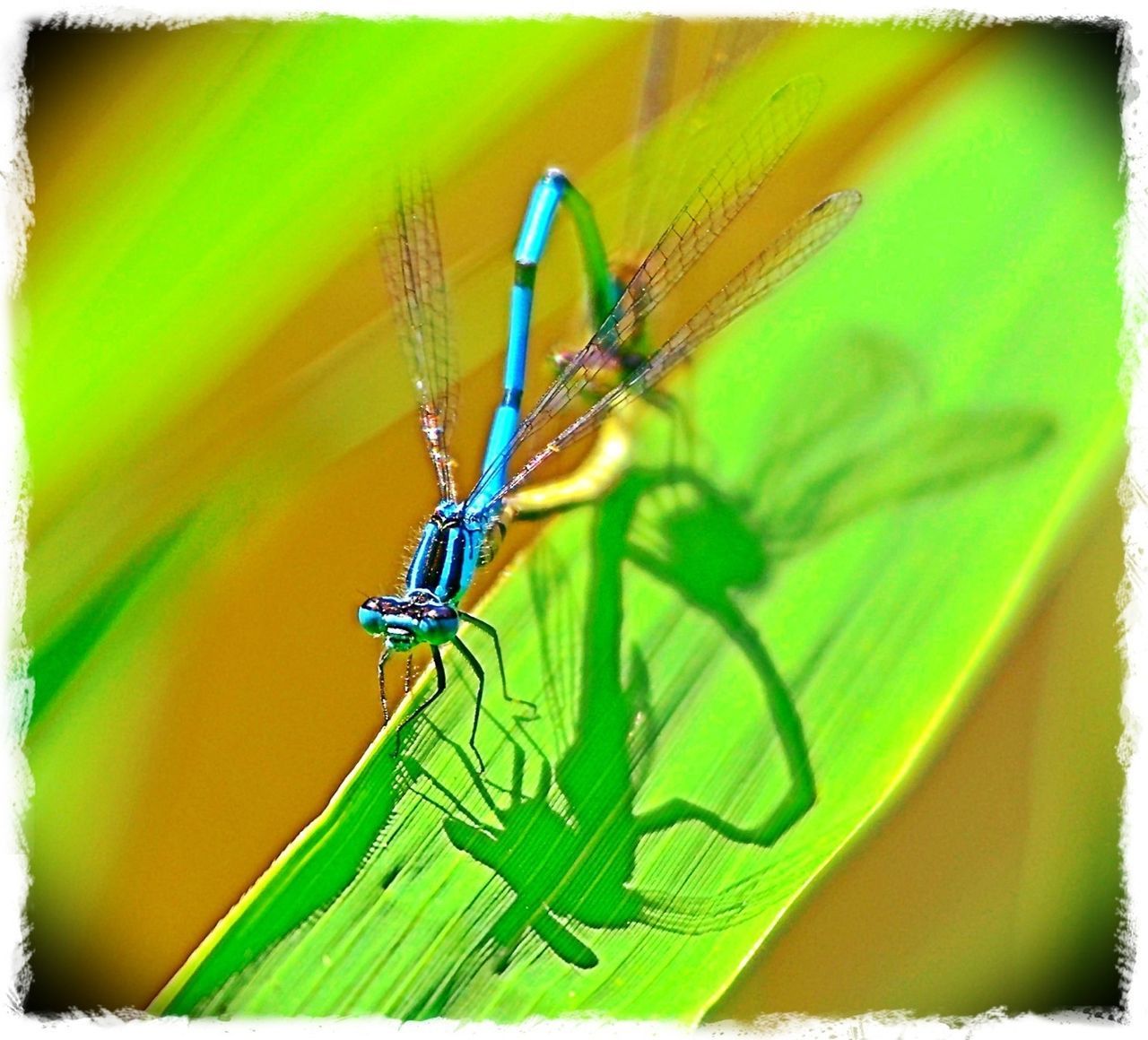 one animal, insect, animal themes, animals in the wild, wildlife, transfer print, auto post production filter, close-up, dragonfly, focus on foreground, green color, nature, selective focus, animal wing, plant, full length, leaf, spider, day, outdoors