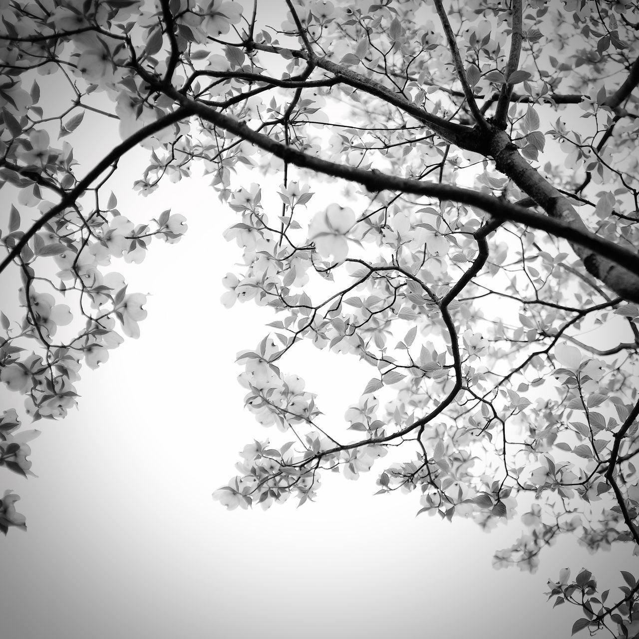 branch, tree, low angle view, growth, flower, nature, beauty in nature, clear sky, freshness, blossom, cherry blossom, cherry tree, twig, sky, fragility, bare tree, day, outdoors, tranquility, no people