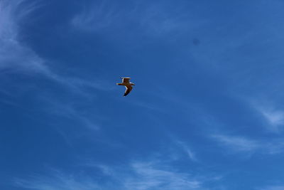 Low angle view of bird flying in sky