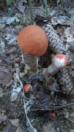 Close-up of mushroom on field