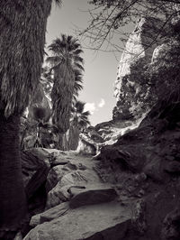 Rock formation amidst trees against sky