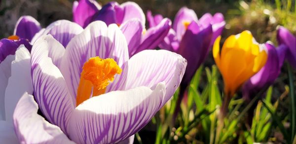 Close-up of purple crocus flowers on field