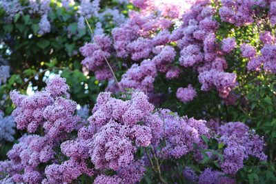 Close-up of pink flowers