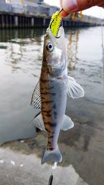 Close-up of hand holding fish