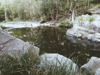 Stream flowing through forest