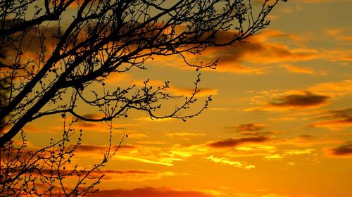 Low angle view of silhouette tree against orange sky
