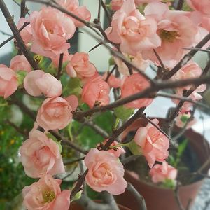 Close-up of pink flowers blooming on tree