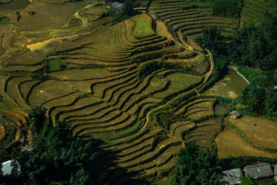 Full frame shot of rice paddy