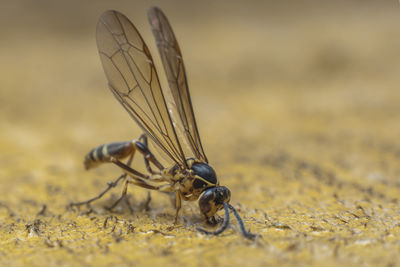 Close-up of fly on rock