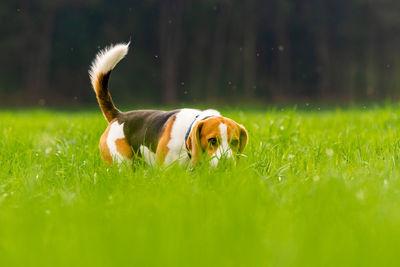 Dog in a field