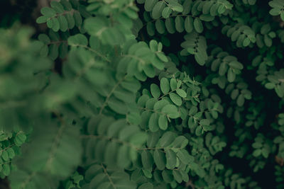 Full frame shot of leaves