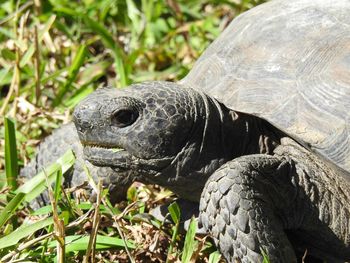 Close-up of turtle in grass