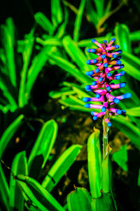 Close-up of purple flowering plant