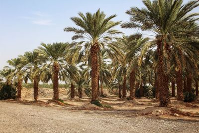 Palm trees against clear sky