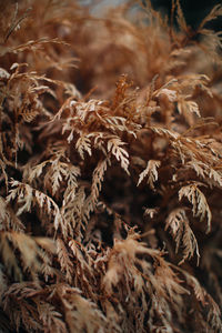 Orange branch of dry plant on a blurred background. september details. autumn