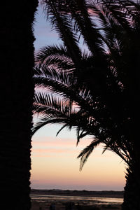 Silhouette palm tree by sea against sky at sunset