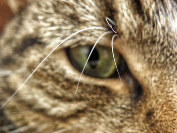 Extreme close up of animal
