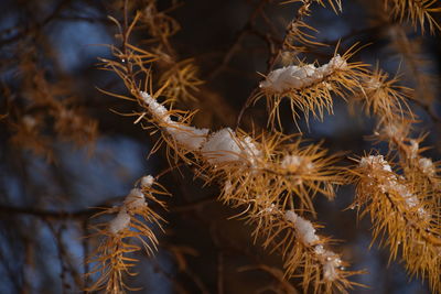 Close-up of wilted plant