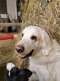 Close-up of dog on field