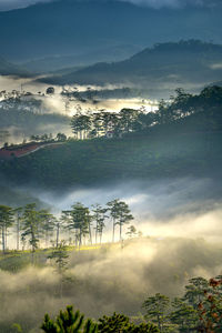 Trees on mountains during winter