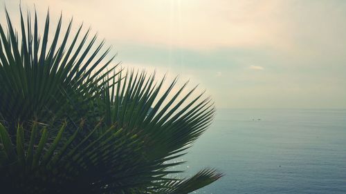 Palm tree by sea against sky during sunset