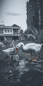 View of birds in water