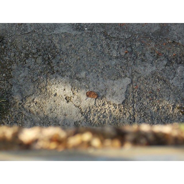 transfer print, auto post production filter, surface level, asphalt, street, selective focus, high angle view, textured, road, sunlight, ground, nature, outdoors, day, no people, close-up, pebble, stone - object, vignette, dry