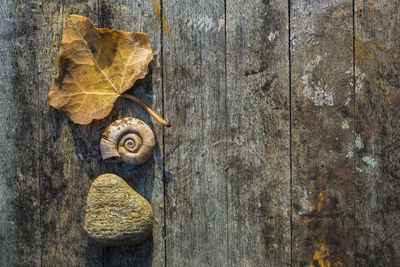 Directly above shot of stone with dry leaf and seashell on table